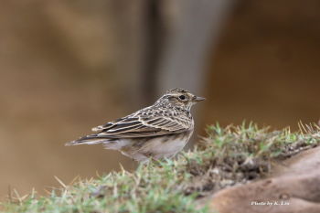 Eurasian Skylark