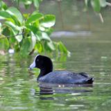 Caribbean Coot