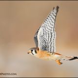 Male Kestrel in flight