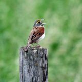 Male singing