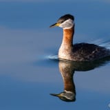 Breeding plumage - Blaine, WA, USA - March 2012