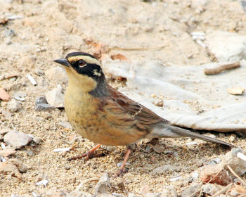 Siberian Accentor