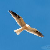 in flight - Wavecrest Avenue, Half Moon Bay, California