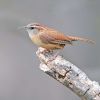 Carolina Wren