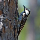 Red-cockaded Woodpecker