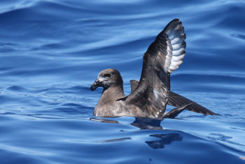 Solander's or Providence Petrel