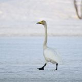 Whooper Swan