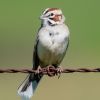 Lark Sparrow