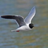 Adult in flight