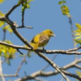 Female Orchard Oriole