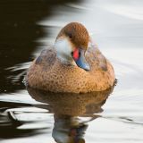 White-cheeked Pintail