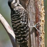 Female - Dave Jasper's Big Thicket, Portal, Arizona, US - May 19, 2006