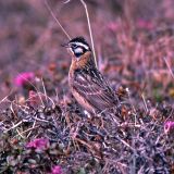 Male - Smith's Longspur at Churchill, Manitoba Canada - February 16, 2010