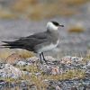 Parasitic Jaeger