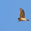 Cave Swallow