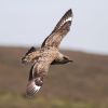 Great Skua