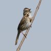 Song Sparrow