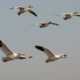 Snow Geese in Flight