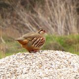 Red-legged Partridge