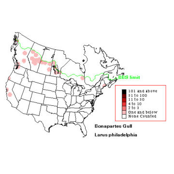 Bonaparte's Gull distribution map