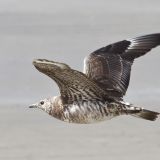 Parasitic Jaeger Subadult