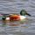 Northern Shoveler