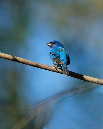 Male Indigo Bunting against blue sky