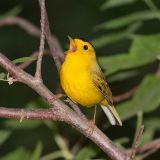 Male singing