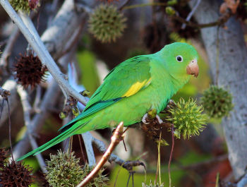 Yellow-chevroned Parakeet