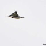 Male in flight