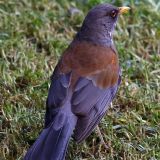 Rufous-backed Robin