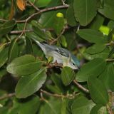 Female Cerulean Warbler