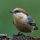 Brown-headed Nuthatch