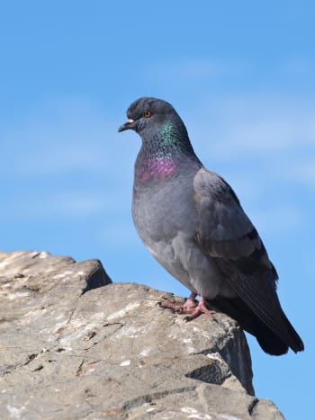 Rock Pigeon on a rock