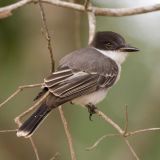 Loggerhead Kingbird