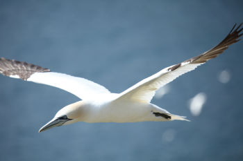 Northern Gannet