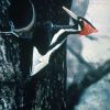 Ivory-billed Woodpecker