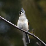 Tufted Titmouse singing
