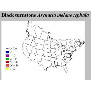 Black Turnstone distribution map