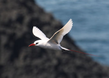 Red-tailed Tropicbird