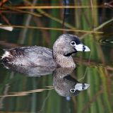 Breeding - Morro Bay, California, US - July 11, 2005