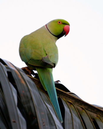 Rose-ringed Parakeet - male Psittacula krameri  5th. December 2005 Singapore Botanic Gardens