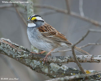 White-throated Sparrow