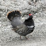 Male Displaying - May 12 - Denali National Park