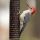 Red-bellied Woodpecker