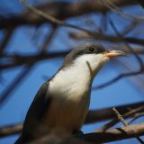 Mangrove Cuckoo Portrait