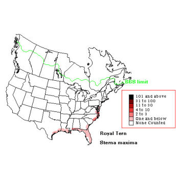 Royal Tern distribution map