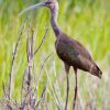 White-faced Ibis