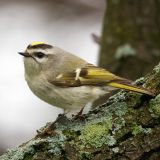 Male Golden-crowned Kinglet