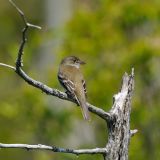 Alder Flycatcher